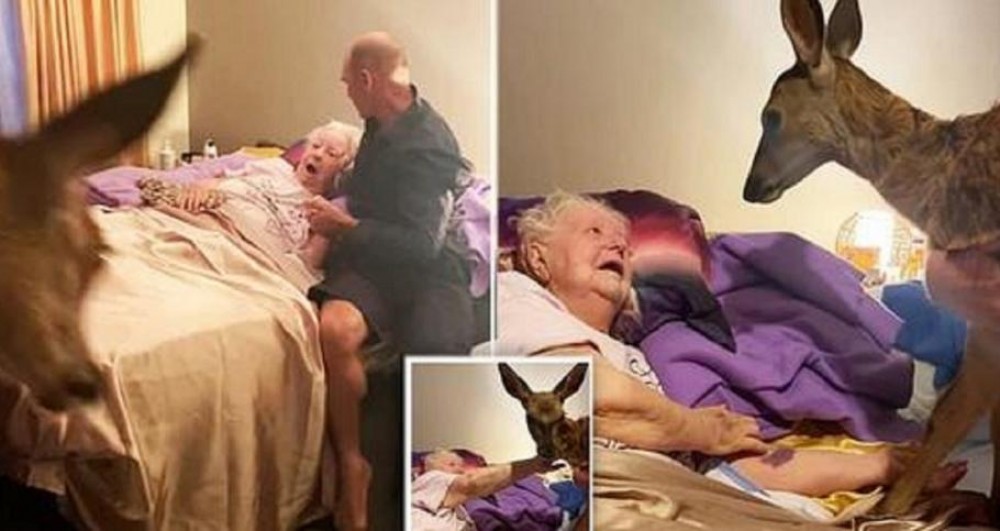 Momentul emoționant în care o femeie aflată pe patul de moarte primeşte vizita unui pui de căprioară